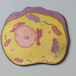 cellule détail 1