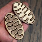 Aimant Mitochondrie